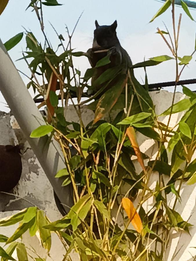 Penthouse Con Roof Garden Privado Aeropuerto Cdmx * Mexico